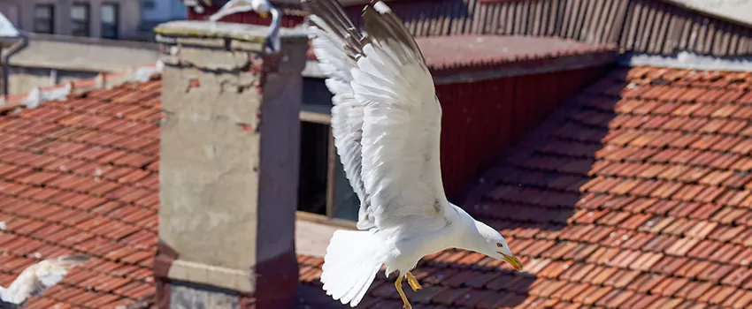 Residential Chimney Animal Removal Solution in Los Angeles, CA